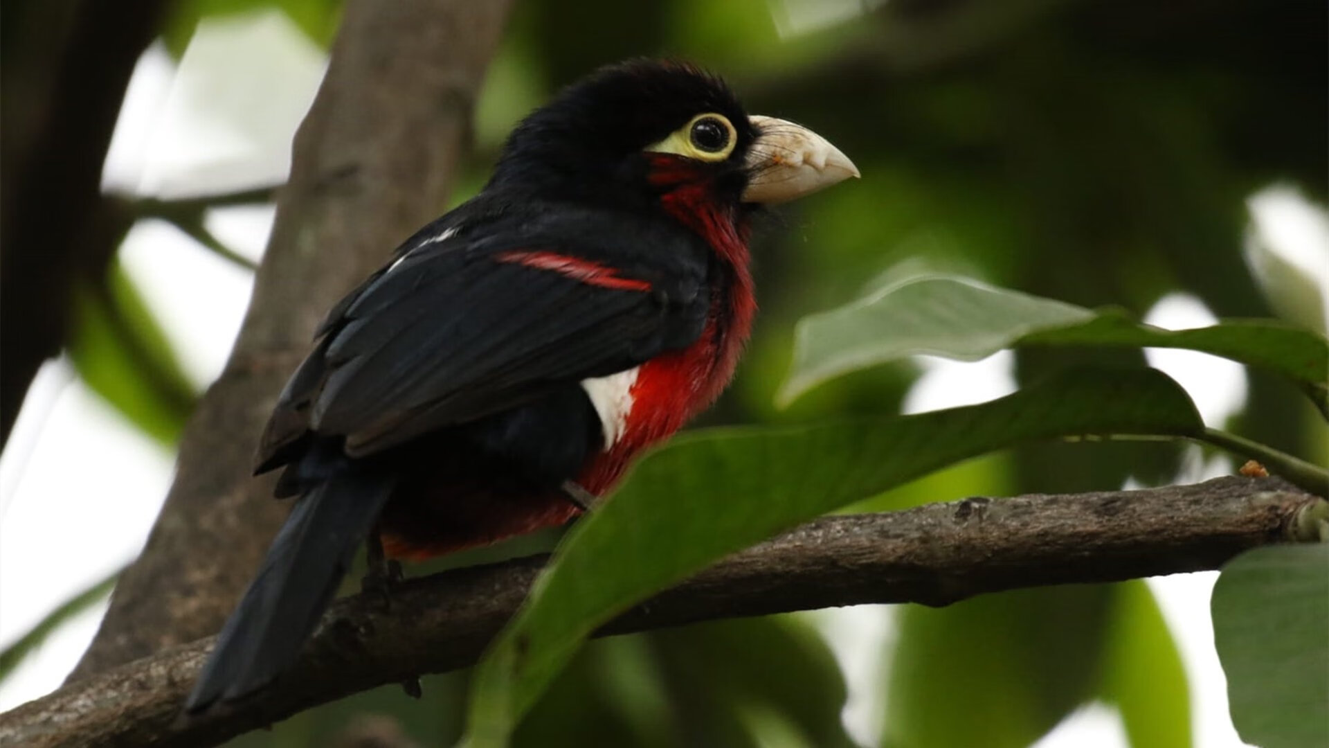 英超英豪纷争：斗志高昂点燃赛场，英豪超跑俱乐部百科