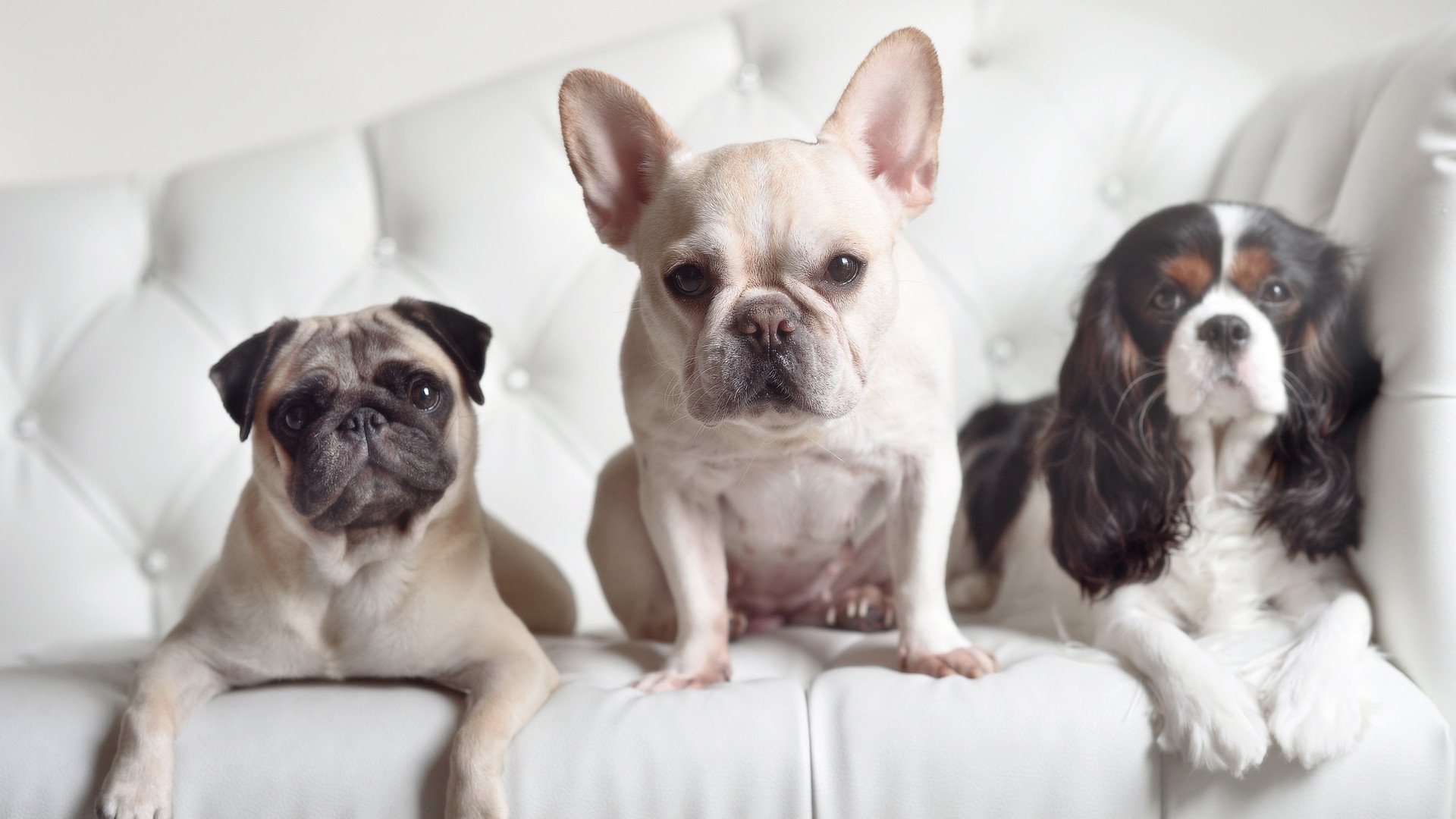 谷爱凌赛季总结发布引发国际关注，谷爱凌夺得佳绩