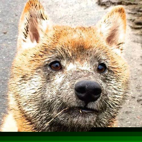 赛尔·阿尔斯塔的领袖风范为南非队带来持续稳定表现，阿尔塞塔斯一世